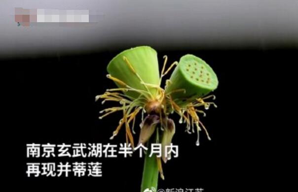 怒了！南京玄武湖并蒂蓮被游客摘下是怎么回事？(圖2)